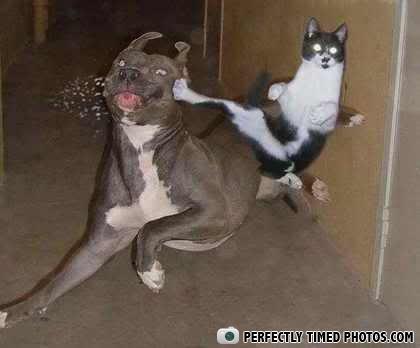 (PIC) Gallery of Perfectly Timed Photos