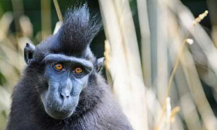 10 tingkah binatang yang unik ketika berkembang biak kaskus