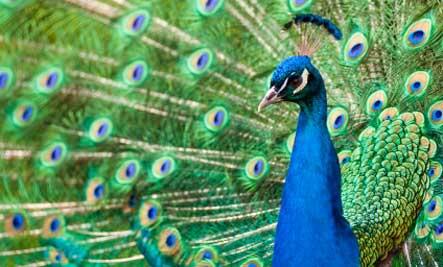 10 tingkah binatang yang unik ketika berkembang biak kaskus