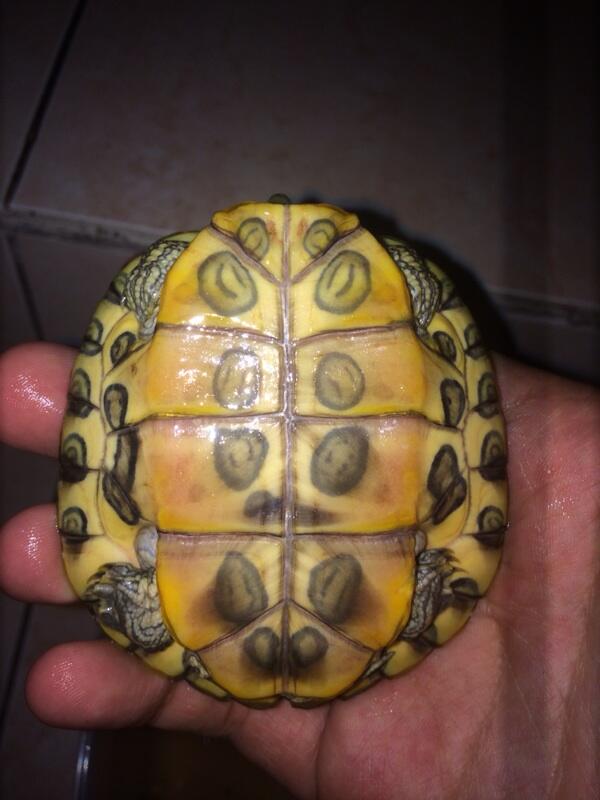 Jual kura air brazil hy yellow/red eared slider hy yellow/RES turtle hy yellow