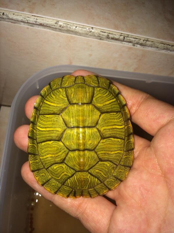Jual kura air brazil hy yellow/red eared slider hy yellow/RES turtle hy yellow
