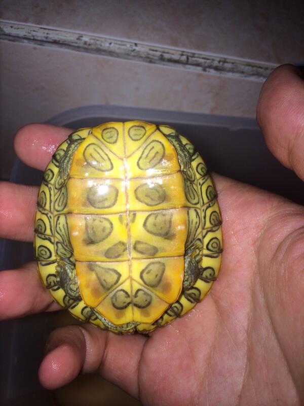 Jual kura air brazil hy yellow/red eared slider hy yellow/RES turtle hy yellow