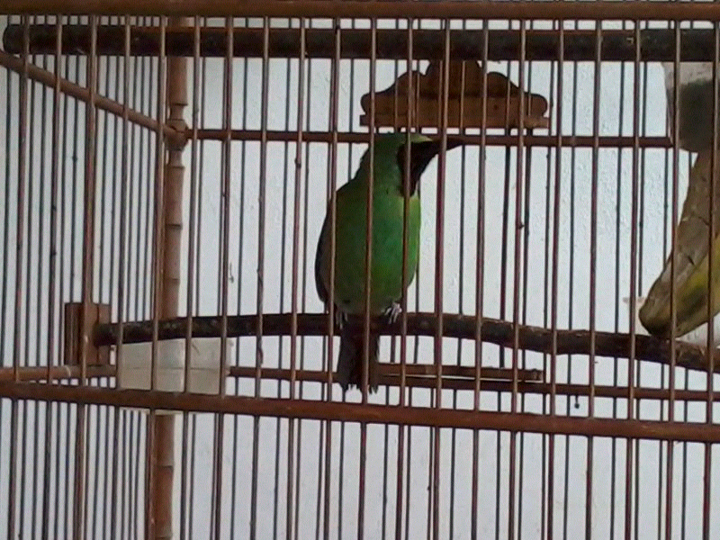 jual blactroat,anis kembang,cucak ijo