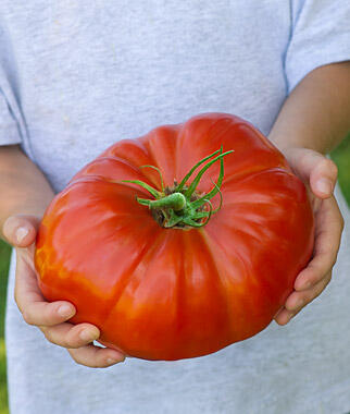 Tomat extra besar