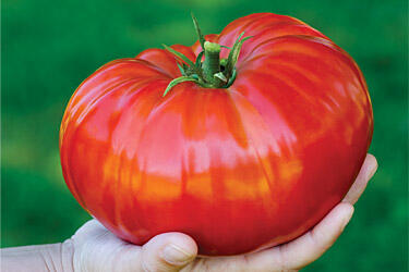 Tomat extra besar