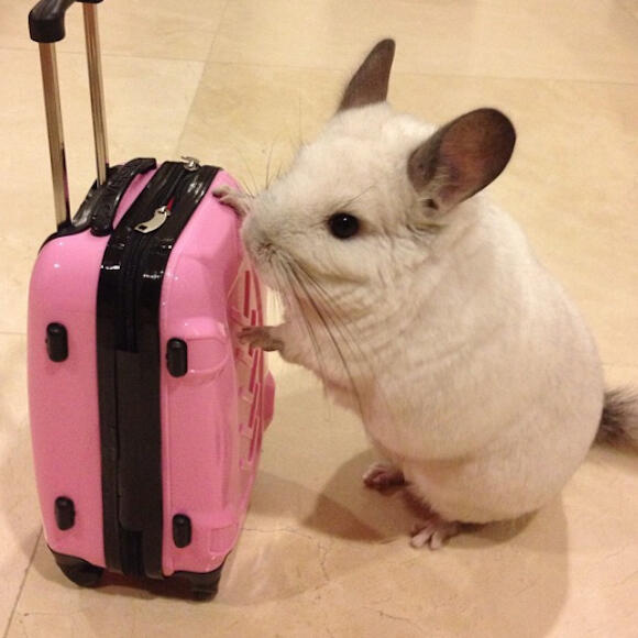 Ini ' bubu &quot; Dari Singapura, bukan &quot;Bubu&quot;nya Syahrini !!