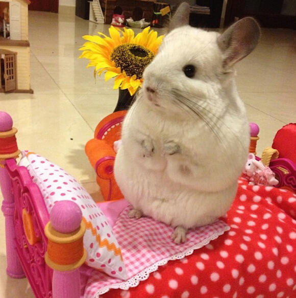 Ini ' bubu &quot; Dari Singapura, bukan &quot;Bubu&quot;nya Syahrini !!