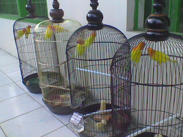 Jual sepasang lutino mata merah