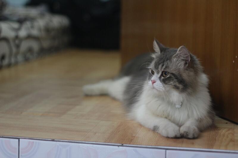 kucing  Kucing Persia Abu Abu  Belang