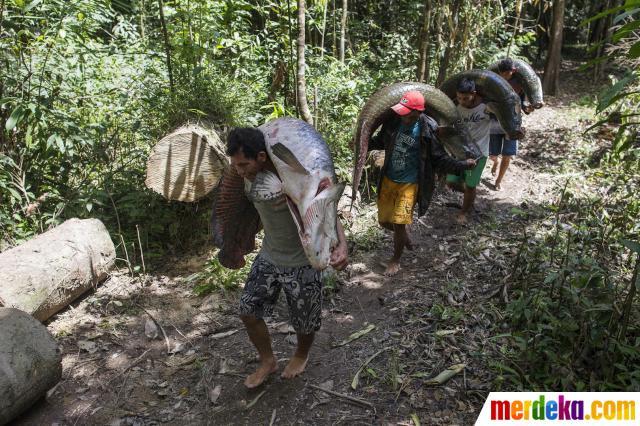 &#91;pict inside&#93; Perburuan Ikan Araipama, Monster Amazon