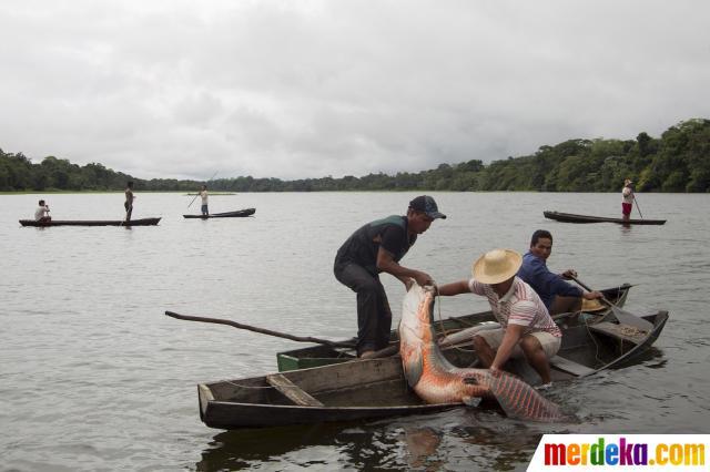 &#91;pict inside&#93; Perburuan Ikan Araipama, Monster Amazon