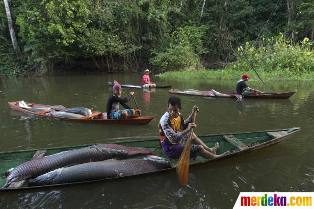 &#91;pict inside&#93; Perburuan Ikan Araipama, Monster Amazon