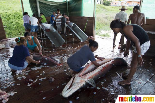 &#91;pict inside&#93; Perburuan Ikan Araipama, Monster Amazon