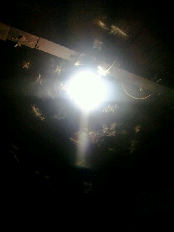 masih ada ga gan dirumah??