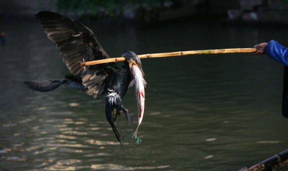 Cara kuno memancing / mencari ikan di China ! ( Abad8 ).