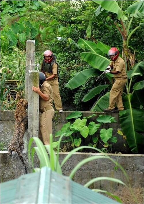 Macan Tutul di jadiin Mainan gan!
