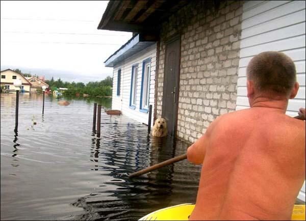 Druzhok - Anjing Yang Menjaga Rumah Walau Dalam Keadaan Banjir