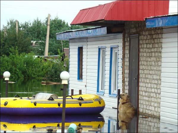 Druzhok - Anjing Yang Menjaga Rumah Walau Dalam Keadaan Banjir