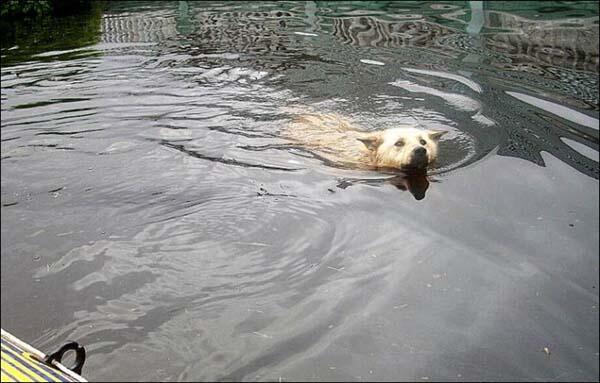 Druzhok - Anjing Yang Menjaga Rumah Walau Dalam Keadaan Banjir