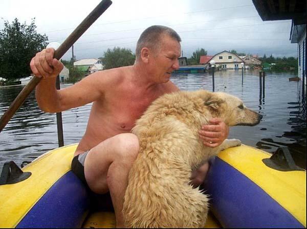 Druzhok - Anjing Yang Menjaga Rumah Walau Dalam Keadaan Banjir