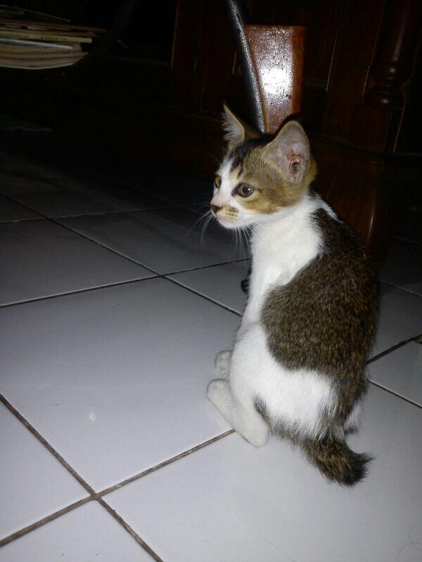 &#91;Cat Lovers&#93; Kucing Kampung is the Best