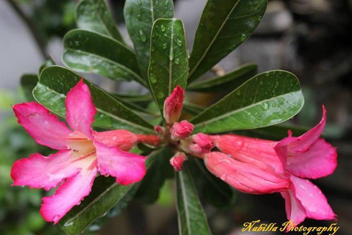 Share Hasil Fotografi &#91;Always Update&#93;
