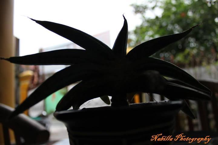 Share Hasil Fotografi &#91;Always Update&#93;