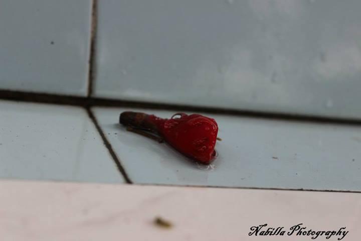 Share Hasil Fotografi &#91;Always Update&#93;
