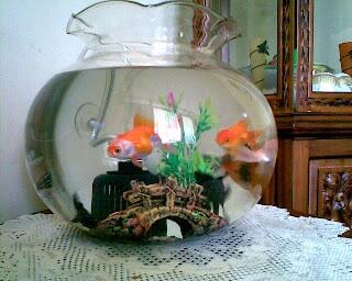 Wts aquarium/akuarium bulat Besar dan Kecil