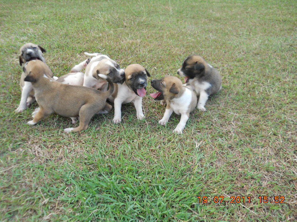 jika ada alternatif lain, kenapa harus daging anjing?
