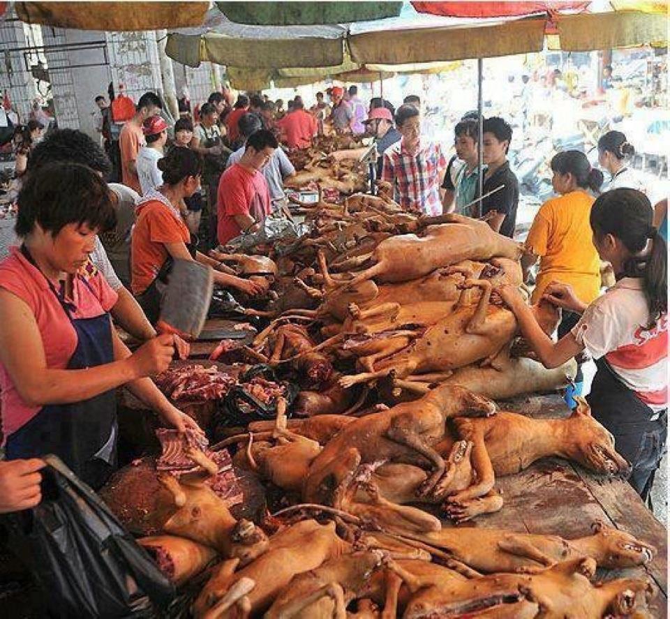 jika ada alternatif lain, kenapa harus daging anjing?