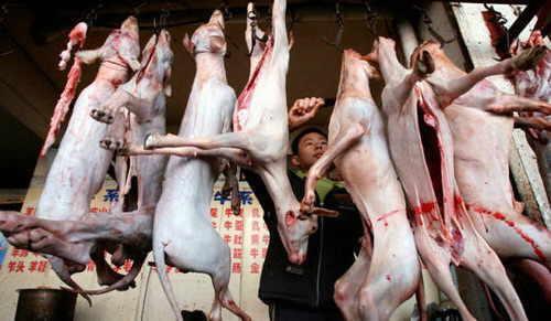 jika ada alternatif lain, kenapa harus daging anjing?