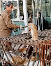 jika ada alternatif lain, kenapa harus daging anjing?
