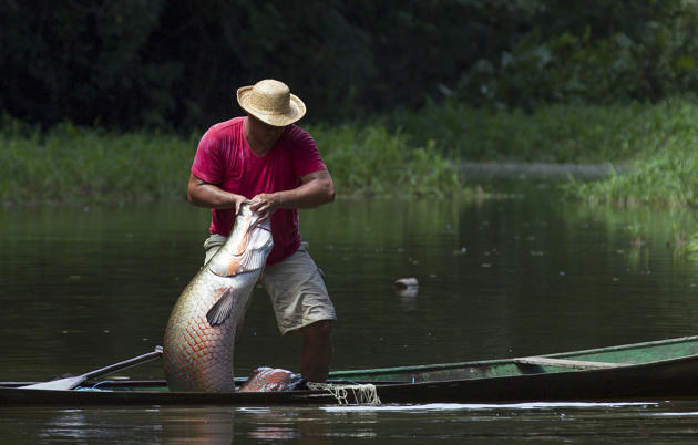 ARAPAIMA, ikan air tawar terbesar didunia