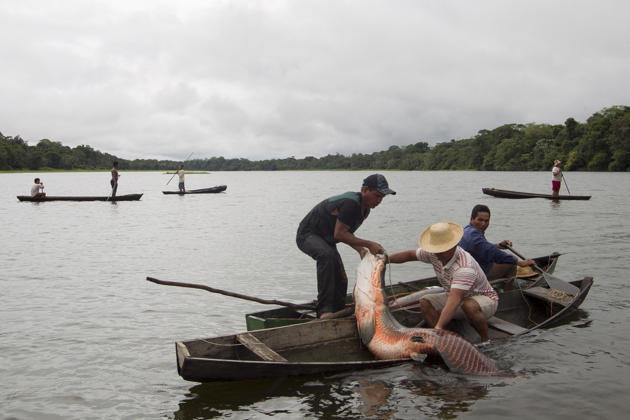 ARAPAIMA, ikan air tawar terbesar didunia