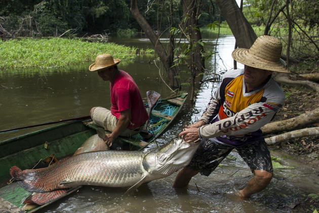 ARAPAIMA, ikan air tawar terbesar didunia