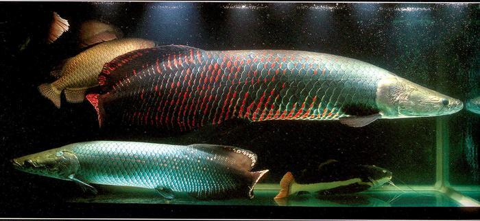 ARAPAIMA, ikan air tawar terbesar didunia