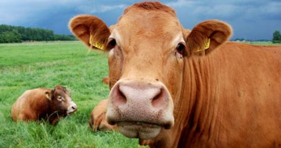 DAGING SAPI DAN DAGING KERBAU