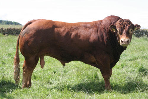 DAGING SAPI DAN DAGING KERBAU