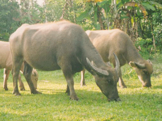 DAGING SAPI DAN DAGING KERBAU