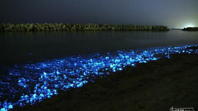 Cumi-cumi Berwarna Biru Di Teluk Toyama Jepang 