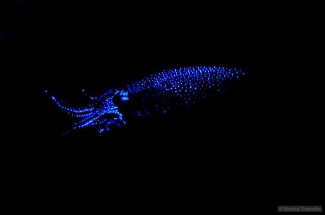 Cumi-cumi Berwarna Biru Di Teluk Toyama Jepang 