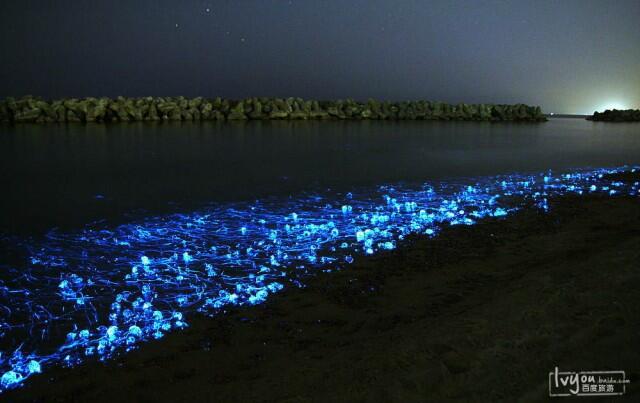 Cumi-cumi Berwarna Biru Di Teluk Toyama Jepang 