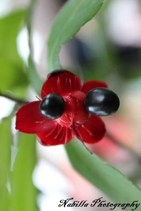 Share Hasil Fotografi &#91;Always Update&#93;