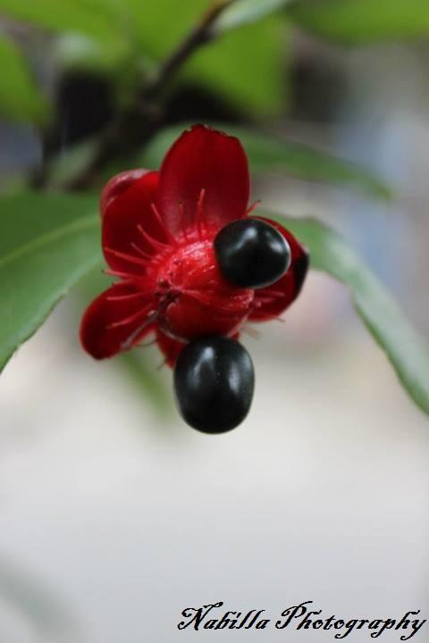 Share Hasil Fotografi &#91;Always Update&#93;
