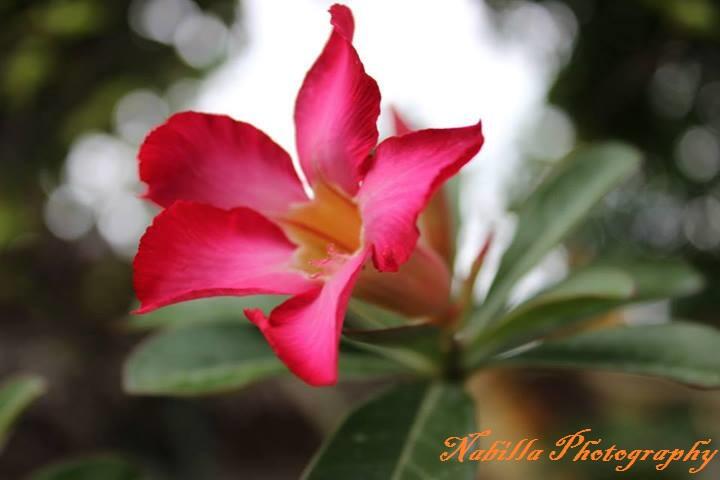 Share Hasil Fotografi &#91;Always Update&#93;