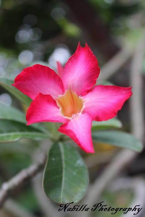 Share Hasil Fotografi &#91;Always Update&#93;
