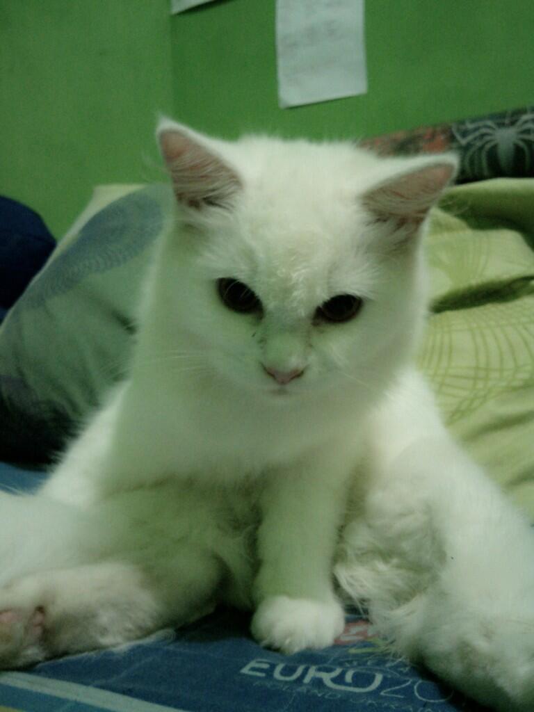 jika ada alternatif lain, kenapa harus daging anjing?