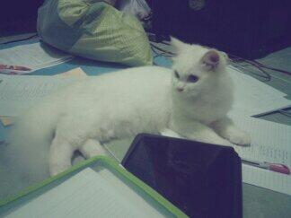 jika ada alternatif lain, kenapa harus daging anjing?