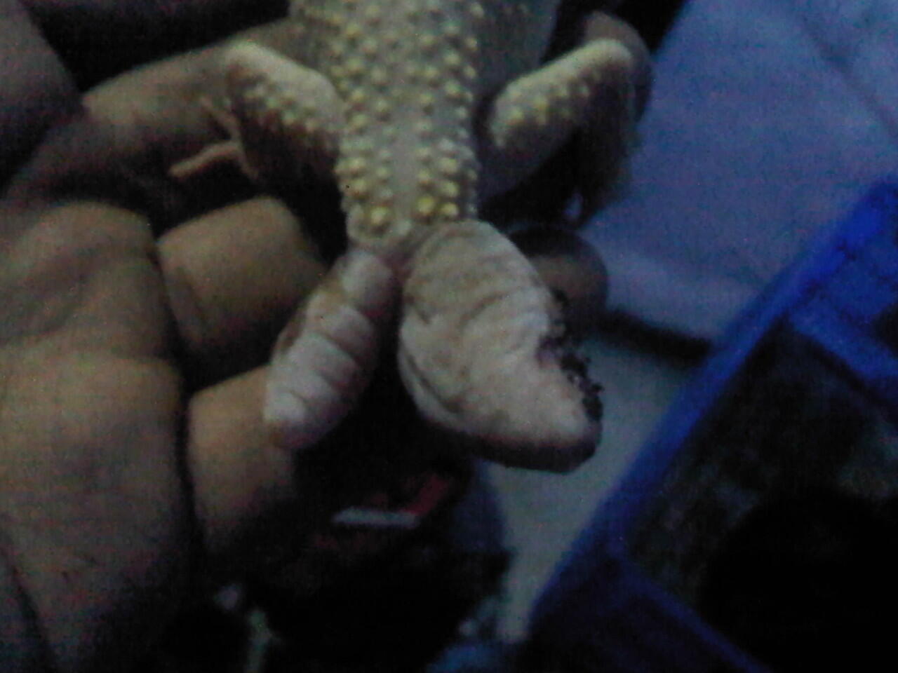 DiMaharkan Gecko atau Tokek Buntut Cabang Dua
